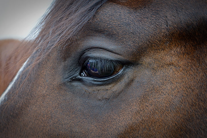 view of horse eye