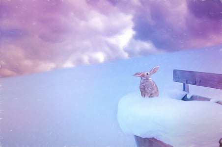 photo of gray rabbit on snowfield