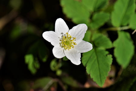 close photo of white petaled flower