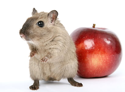 hamster beside red apple fruit
