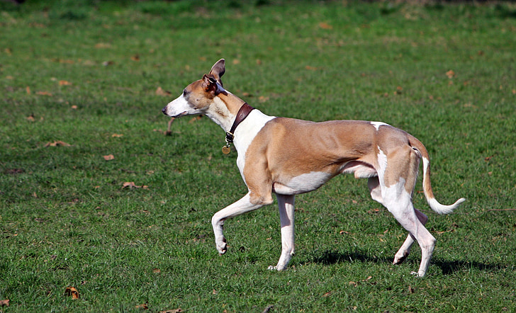 white and brown greyhound on grass field
