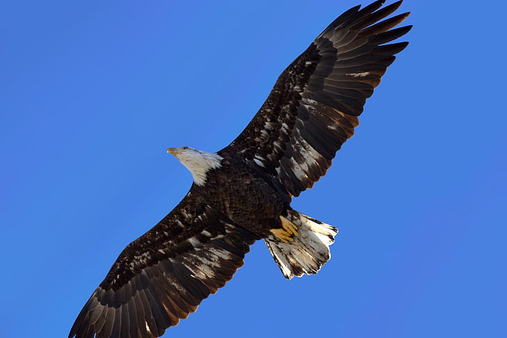 bald eagle in mid air under blue sky