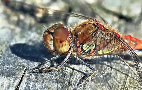 closeup photo of brown and orange dragonfly