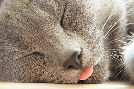sleeping short-fur gray cat