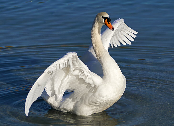 white domestic swan on body of water