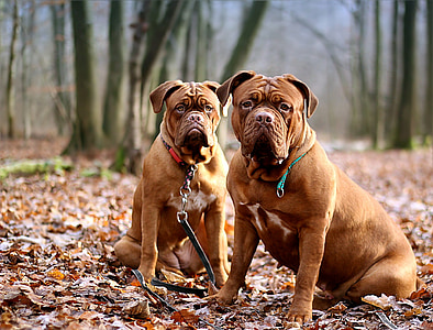 two adult red French mastiffs on dried leaves