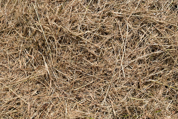 brown grass field at daytime