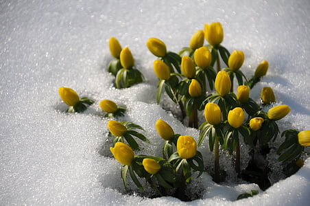 bunch of yellow petaled flowers on snow
