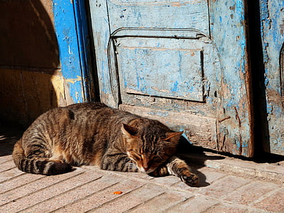 brown Tabby cat beside blue wooden door