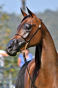 brown and black horse