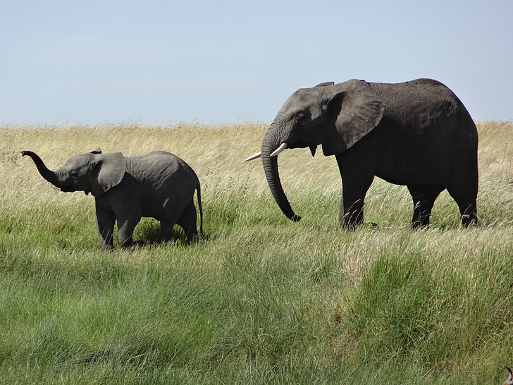 An Elephant And Its Baby Walking In Long Grass Stock Photo - Download Image  Now - Elephant, Elephant Calf, African Elephant - iStock