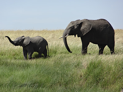 elephant and baby elephant at grass field during daytime
