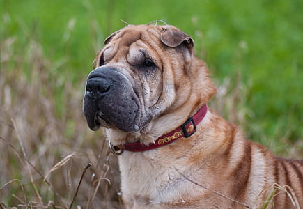adult tan shar pei on grass field during day