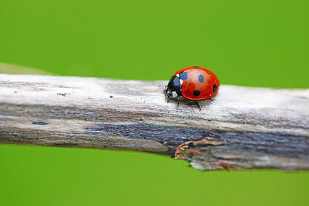 ladybird on tree branch