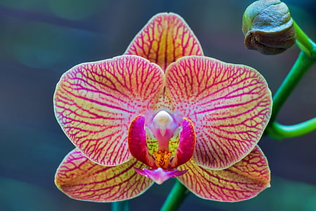 pink and yellow moth orchid flower in closeup photography