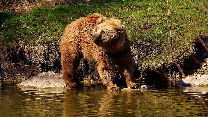 brown bear on body of water during daytime