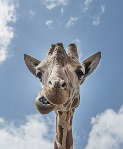 brown giraffe under blue and white sky during daytime
