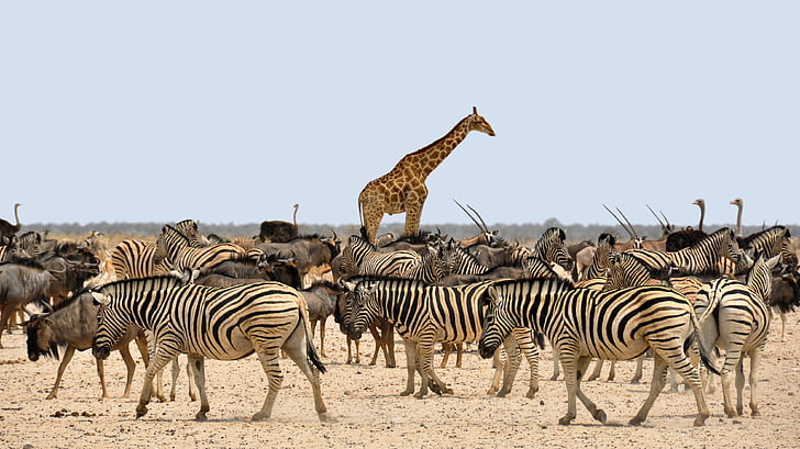 zebras, giraffe, and ostriches