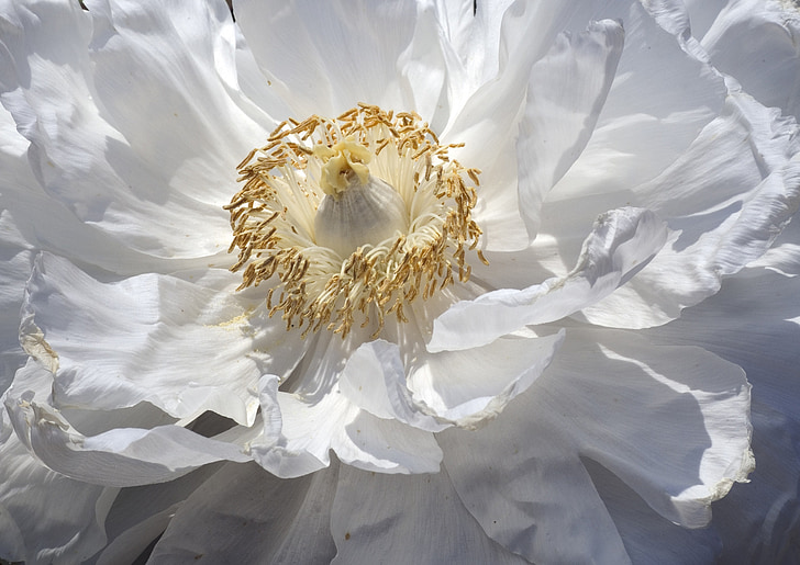 white peony in bloom close up photo