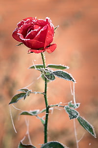 frosted red rose flower