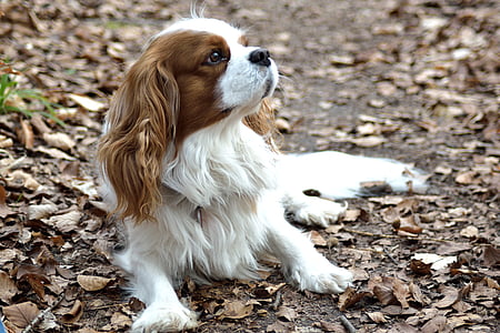 white and red Cavalier King Charles spaniel puppy laying down on surface surrounded by dried leaves