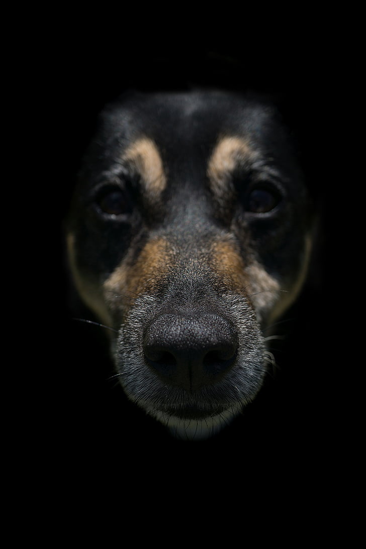 photo of black and brown dog