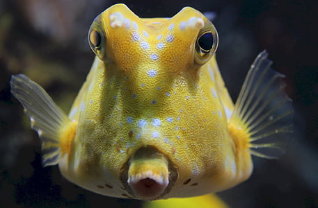 closeup photography of yellow fish