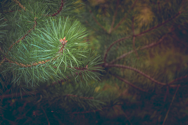 selective focus of green pine tree