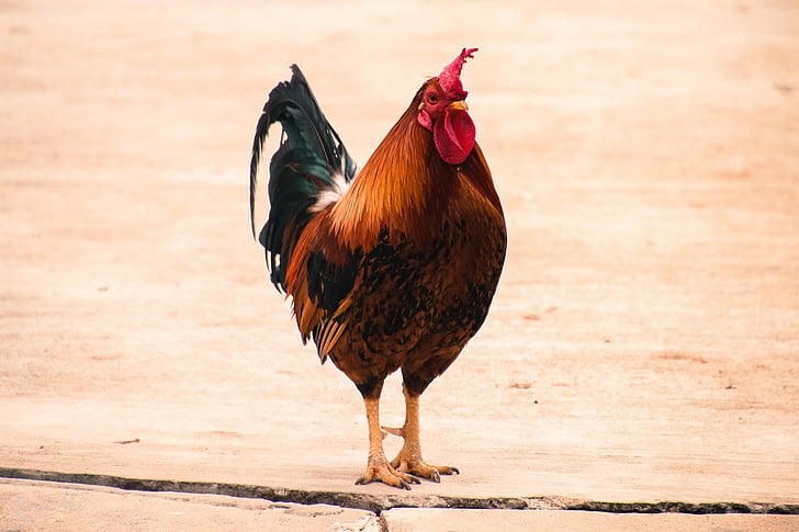 rooster standing on pavement