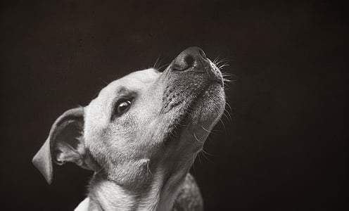 grayscale photography of dog showing its neck