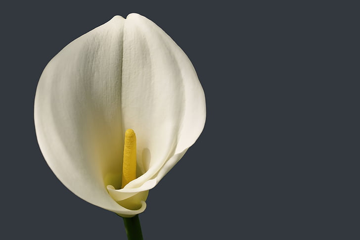 close up photography of white calla lily