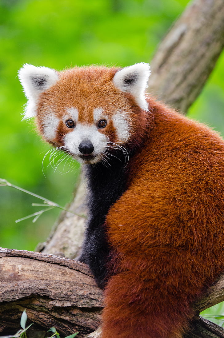 red panda on top of tree branch