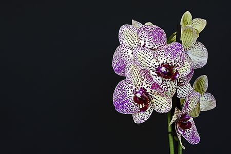 close-up photo of purple-and-white orchid flowers