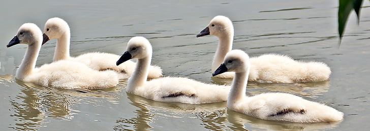 five white ducks floating on body of water
