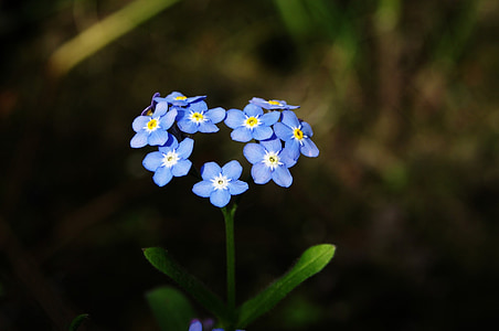 macro photography of blue flowers