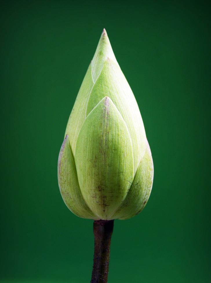 photo of green flower bud