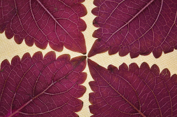 four purple leaves photo