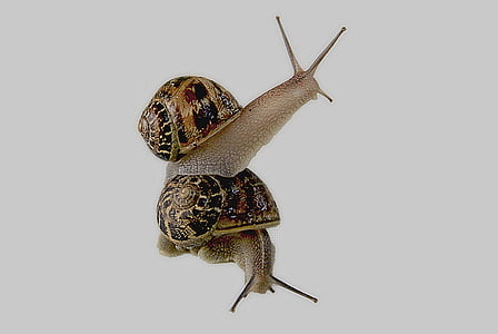 two brown garden snails closeup photo