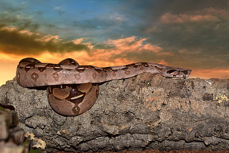 brown ball python on brown stone