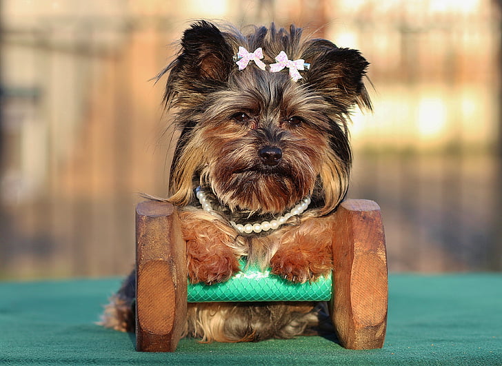 black and tan Yorkshire terrier on dumbbell