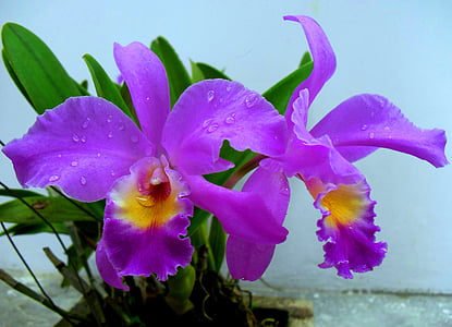 purple cattleya orchid flowers in closeup photo