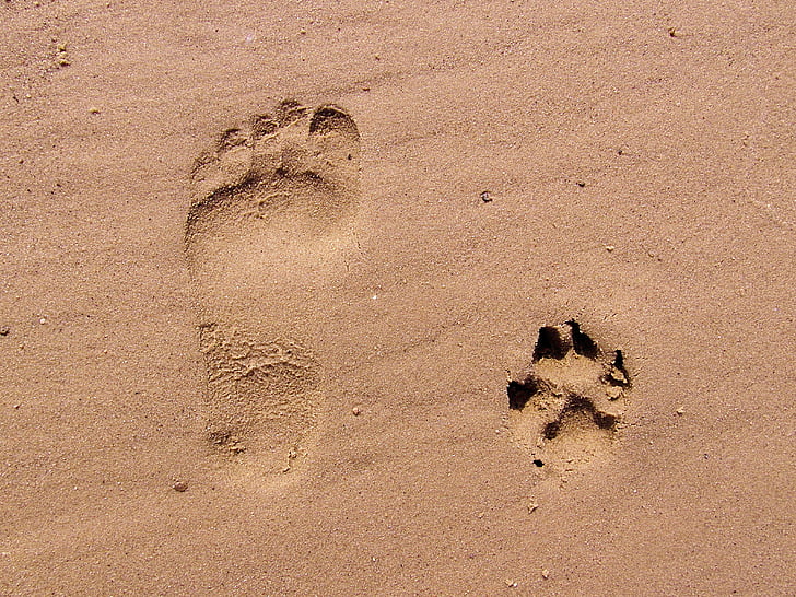 paw and foot on the sand