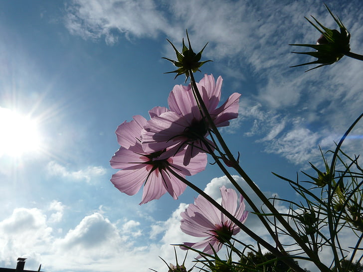 low angle photography of pink petaled flower under the sun