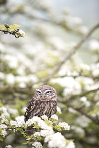 owl on green leafed plant with white flowers