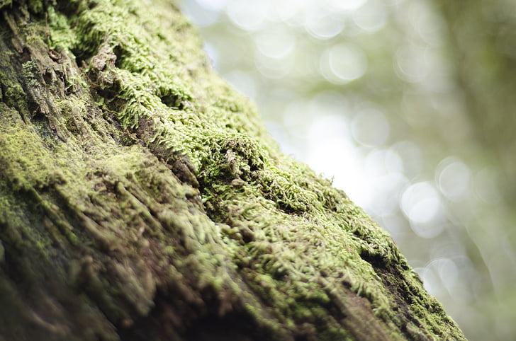selective focus photo of green mossy tree bark