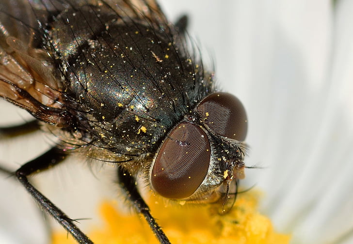 closeup photo of black fly