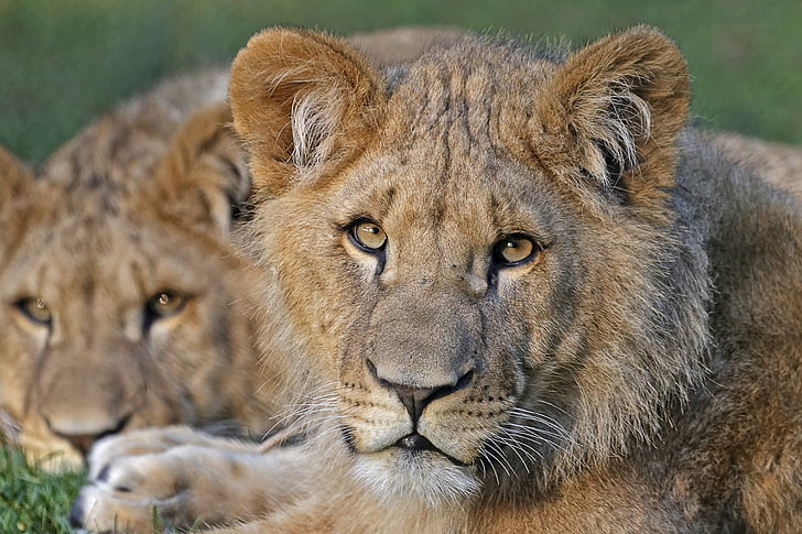 close up photography of lioness