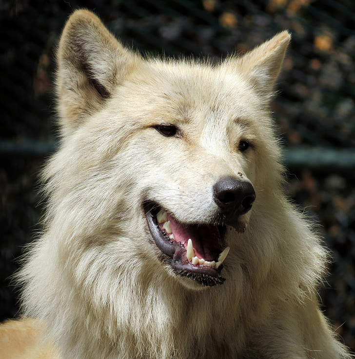 beige wolf dog selective focus photography