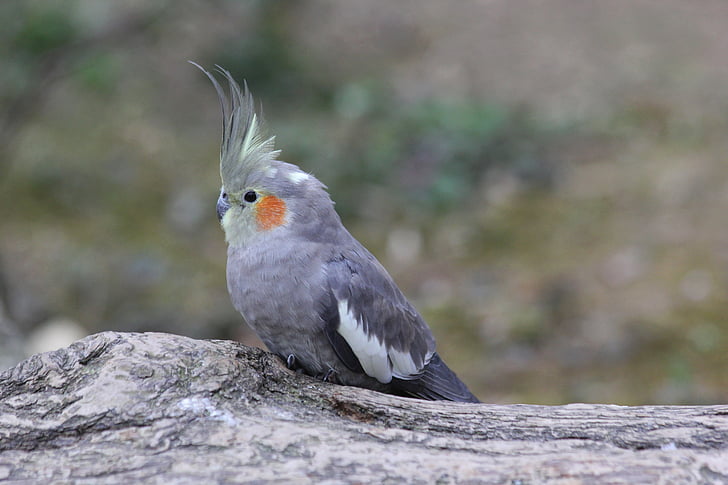 gray cockatiel on gray branch
