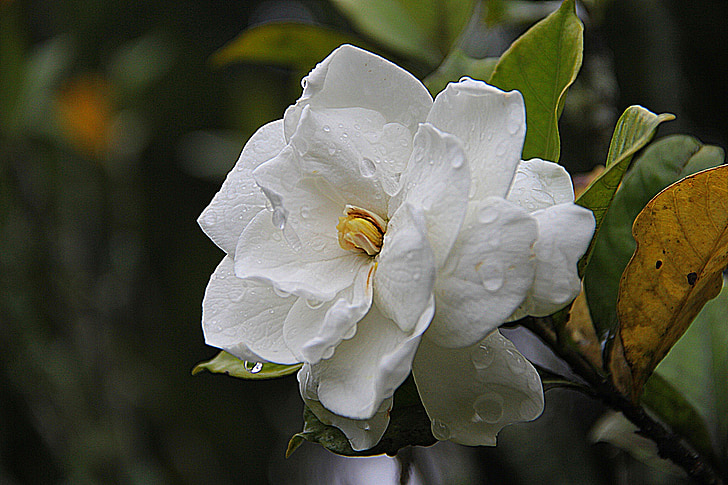 white gardenia flower in bloom close up photo